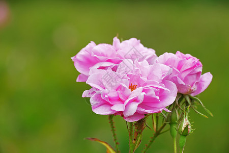 卡赞勒克浪漫的香气保加利亚玫瑰谷的美丽保加利亚达马斯克玫瑰团座落于保加利亚玫瑰谷千叶背景