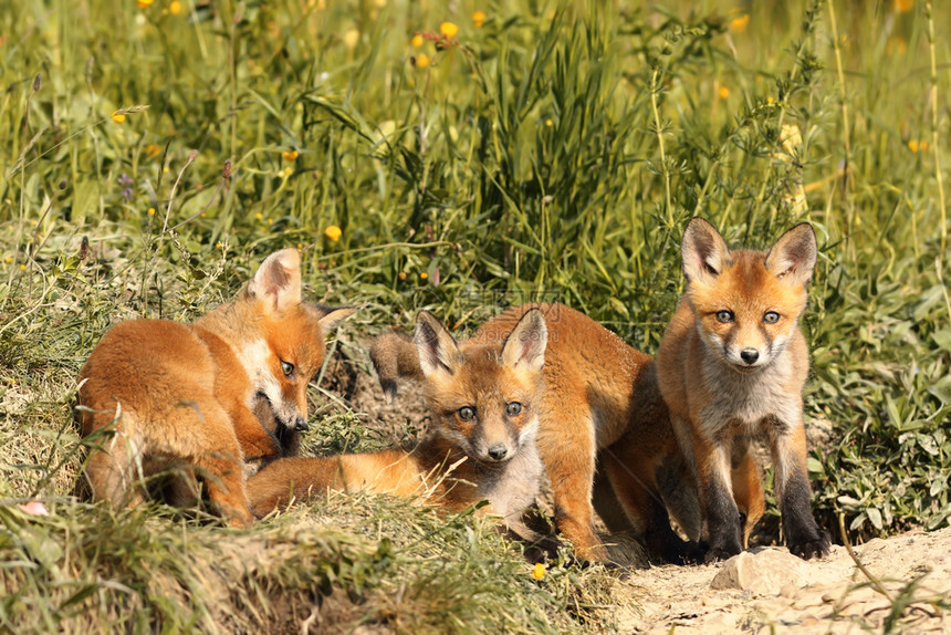 橙哺乳动物靠近denVulpes的年轻红狐家族动物图片