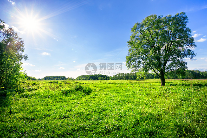 环境有绿草的田地和明夏日光下一棵树绿草和的田地云景牧场图片