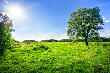 环境有绿草的田地和明夏日光下一棵树绿草和的田地云景牧场图片