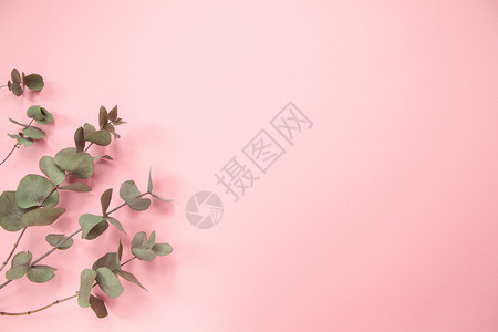 树叶Eucalyptus在千百年粉红背景的分支热项目图片