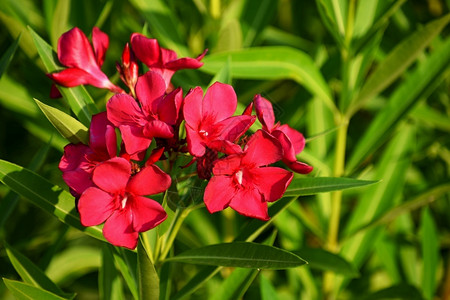 神经元衬套美丽的红花朵有毒好植物在地中海尼里安油菜鸟植物群图片
