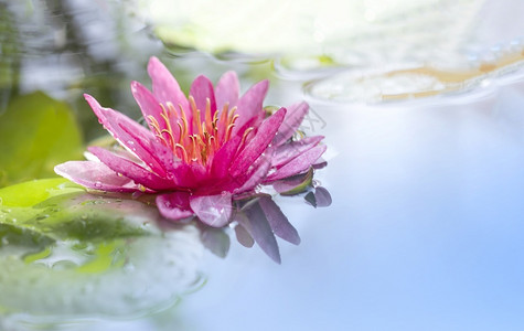 池塘水面上的莲花图片