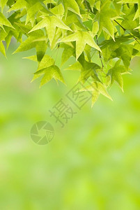 反射分支机构新出生的绿色叶子春天新的青树叶详细图片