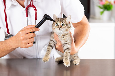 给宠物猫治疗的兽医图片