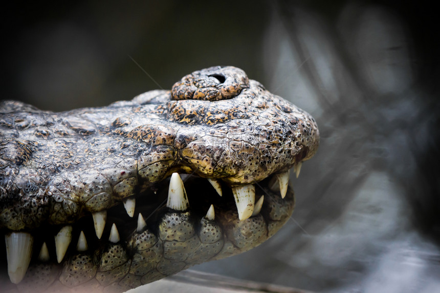 质地白色的捕食者鳄鱼猎人的嘴在笼子里用尖的牙和吓人图片
