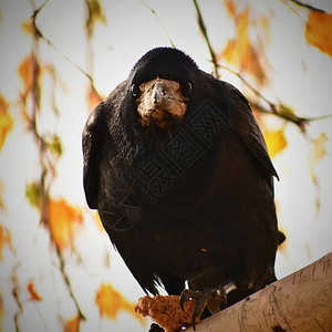 飞行秋天的乌鸦鸟儿美丽图片秋天的乌鸦欧洲森林图片