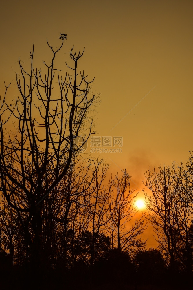 日落时的死树有明亮橙色背景户外丰富多彩的国民图片