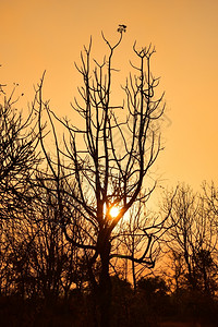 金子被限制的日落时死树有明亮橙色背景红的图片
