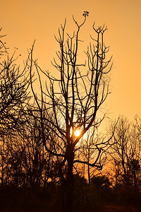 太阳户外日落时的死树有明亮橙色背景死的图片