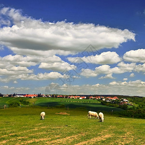 夏天捷克空云彩的自然风景捷克环境图案农村树图片