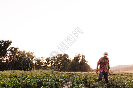 绿色他的戴帽子在田里工作的年轻农民男子食物图片