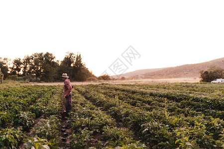 戴帽子在田里工作的年轻农民男子商业春天生产图片