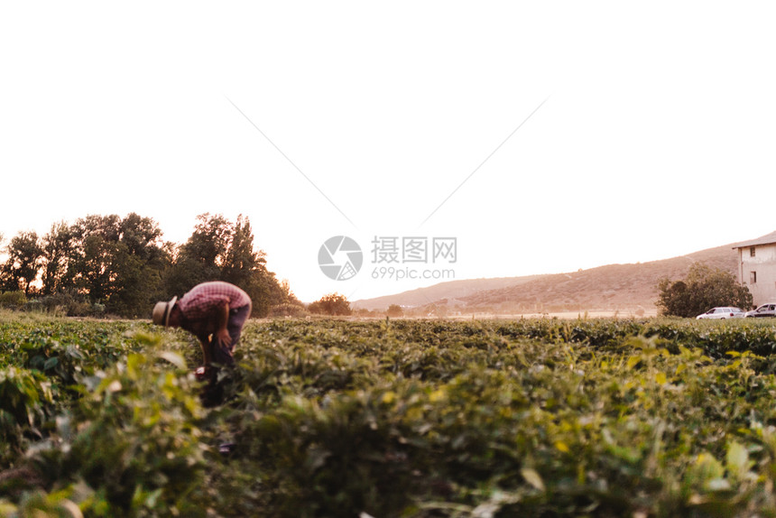 在职的戴帽子田里工作的年轻农民男子外部年轻的图片