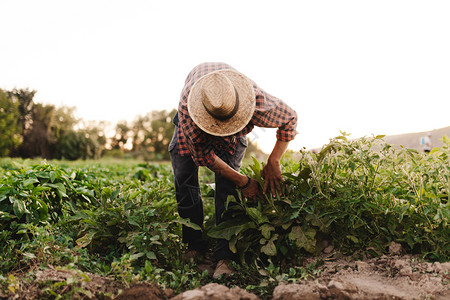 生态男人戴帽子在田里工作的年轻农民男子景观图片
