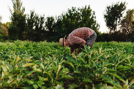 商业生的戴帽子在田里工作的年轻农民男子食物图片