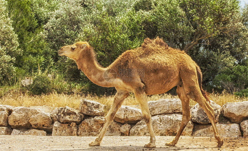 跑步夏天在绿灌丛中骑着骆驼跑撒哈拉绿色图片