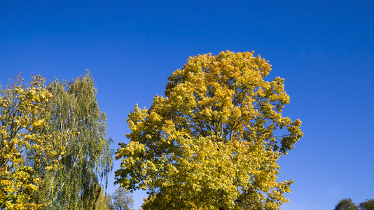 蓝天和秋树图片