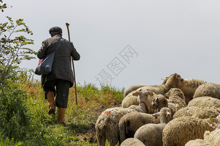 草地春天牧羊的老人家畜图片