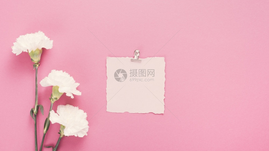 粉色背景上的康乃馨和空白卡片图片