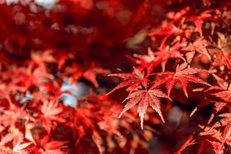 秋季公园里红色的枫叶图片