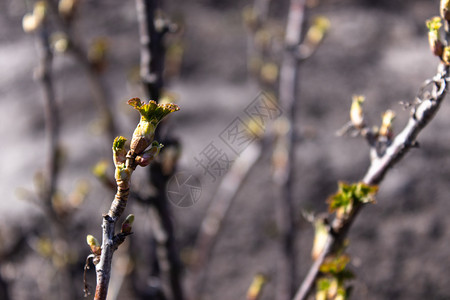 春季上新主图季节春黑醋栗树枝上的新鲜嫩绿芽特写选择聚焦背景模糊复制空间春季黑醋栗树枝上新鲜嫩绿芽特写背景模糊经济绿色背景