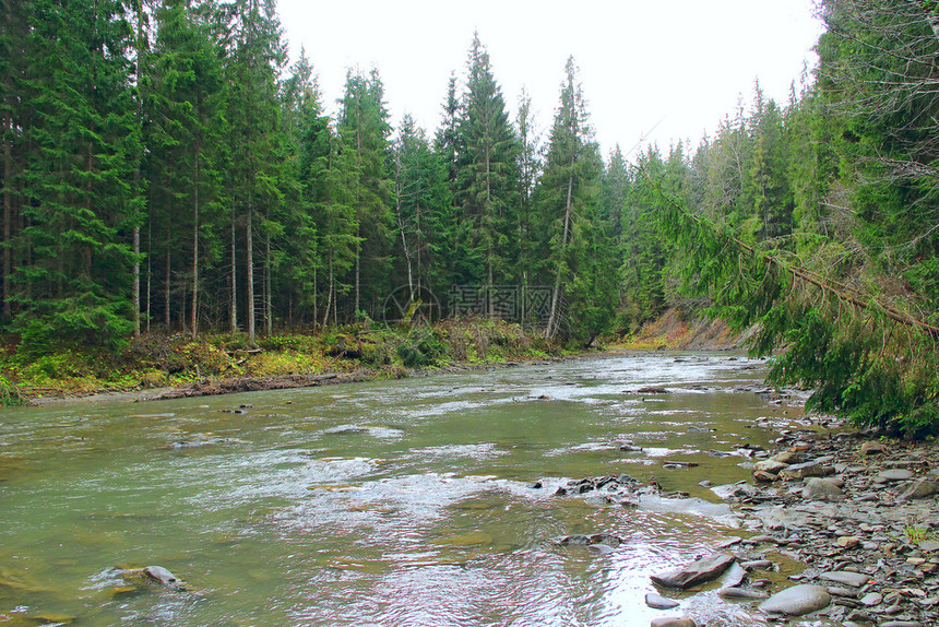 狭窄的绿色流经森林快速山区河流过森林山区的狭窄河流快速水的美丽风景经森林的快速山区河流过森林的狭窄山区河流急图片