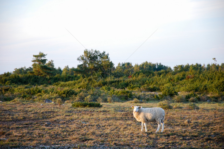 杜松农田旅游在独特的地貌中在瑞典群岛奥兰南部的世界草原上群羊图片