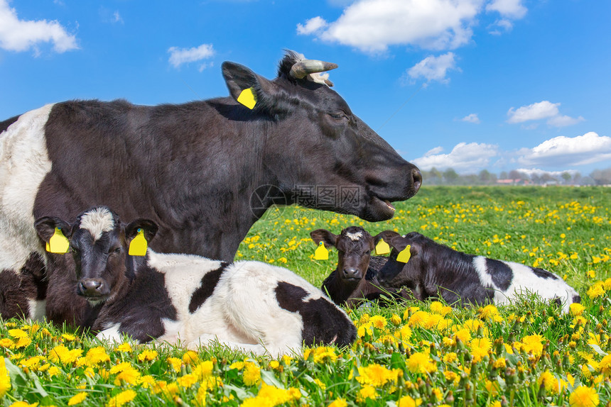 黑色的自然母牛和新生幼崽躺在土丘草地上有黄色花朵说谎图片