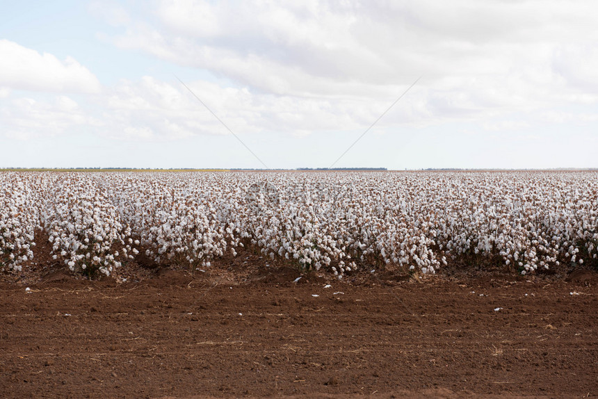 澳大利亚新南威尔士州Warren附近准备收获的棉花场地植物庄稼图片