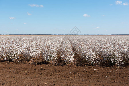 澳大利亚新南威尔士州Warren附近准备收获的棉花靠近植物学明尼斯图片