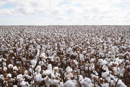 澳大利亚人农场茎澳大利亚新南威尔士州Warren附近准备收获的棉花图片