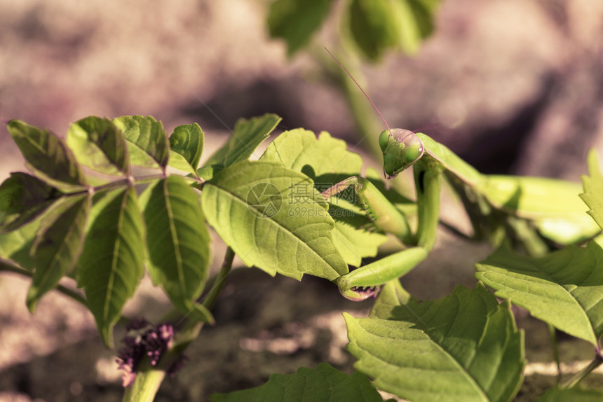 看在阳光明媚的丛林背景下一只雌蚂蚁坐在灌木绿树枝上一只雌鹦鹉坐在灌木绿叶的背景之下环境美丽的图片
