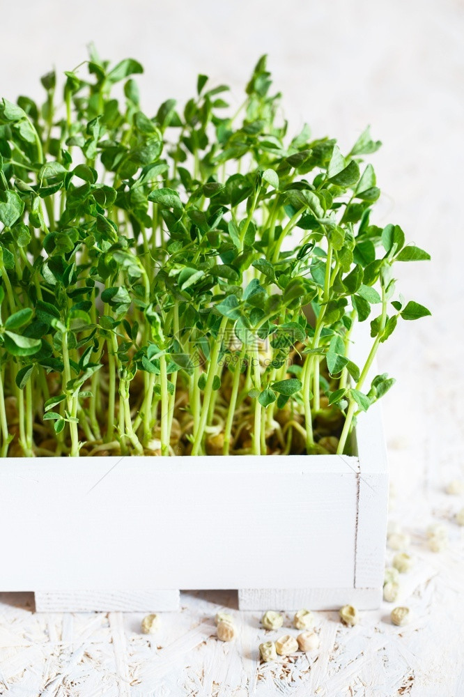 白木箱中近距离的豆子微绿在家用Vegan喷洒微绿种子发芽健康饮食概念香梨种子微绿树苗木制的粮食生长图片
