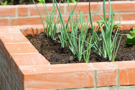 高架床花园高架床园艺种植在花里的洋葱植物种在花园里的洋葱植物草本栽培的农场背景