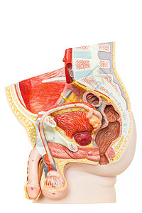 阴囊解剖学药物白种背景孤立的用于教育人类男生殖器官为白种背景隔离的男生殖器官医疗的设计图片