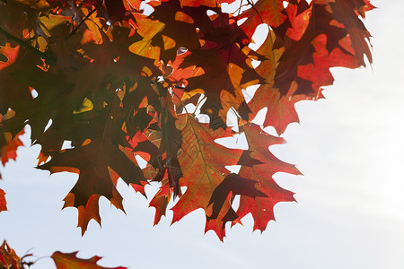 秋季公园里红色的树叶图片