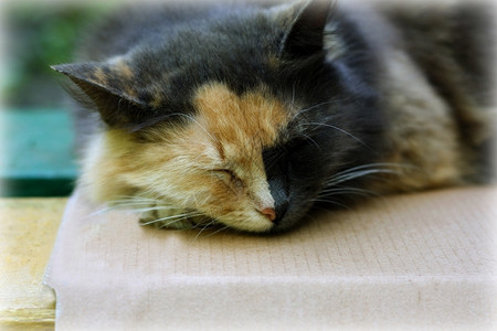棕色的睡在长椅上猫花哨颜色周围环绕着模糊的光坐树干图片
