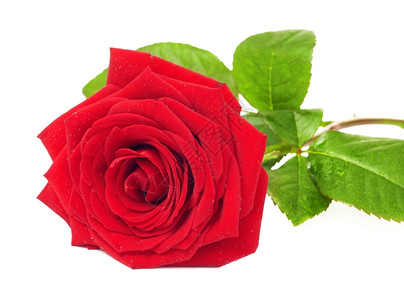 花瓣单红玫瑰在白背景上孤立礼物植群图片