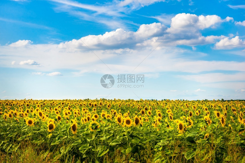 绽放向日葵和蓝天空开花的田野白云开花的向日葵生长夏天图片