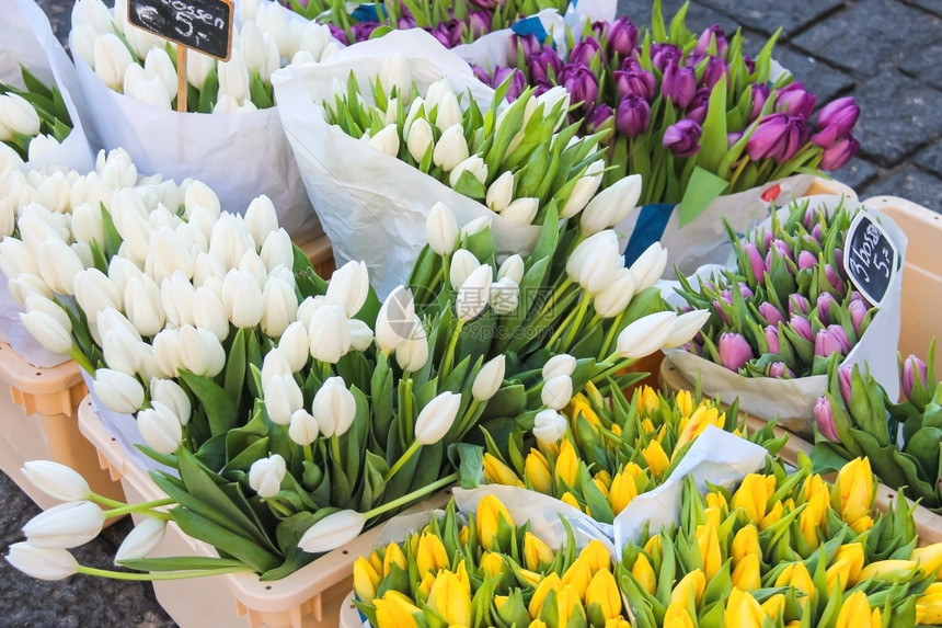 园艺黄色的绿在荷兰市场销售郁金香图片