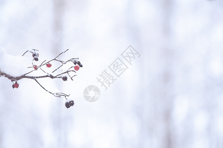 树白色的风景优美冬天背模糊有文字空间黑色和红冷冻浆果在雪中锋利图片