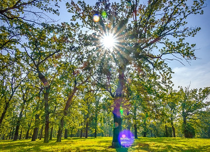 天空在旷的公园中无云一天阳光雷在秋公园穿过树丛中的太阳雷木头场景图片
