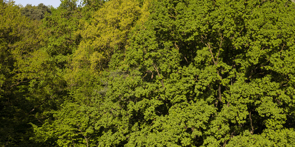 春天美丽的日出季树种混合的森林是自然退化的真正天然背景a果林背景图片