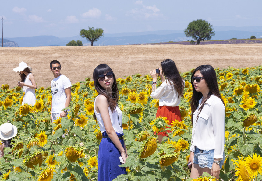 2013年7月游客在夏季普罗旺斯地区享受向日葵草原这是夏天著名的旅游景点七月花朵幸福图片