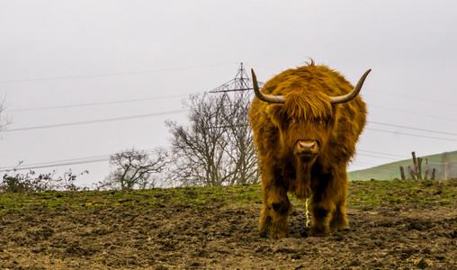 毛皮牧场谷仓高地牛苏格兰流行的农畜图片