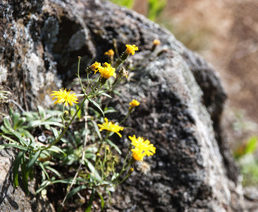 自然岩石上的黄色花朵背景模糊的石头岩上悬崖棱镜图片