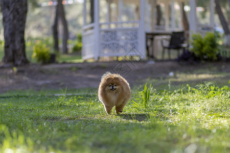 小狗颚博美犬舌头伸出的罗马语图片