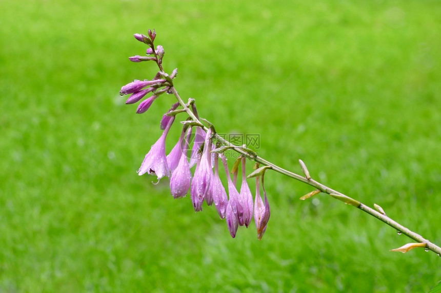 夏天植物学日花朵开的美丽潮湿巨型白花雨后紧贴地在绿草原上盛放紫色和花朵绿草原上长的花朵利沃夫图片