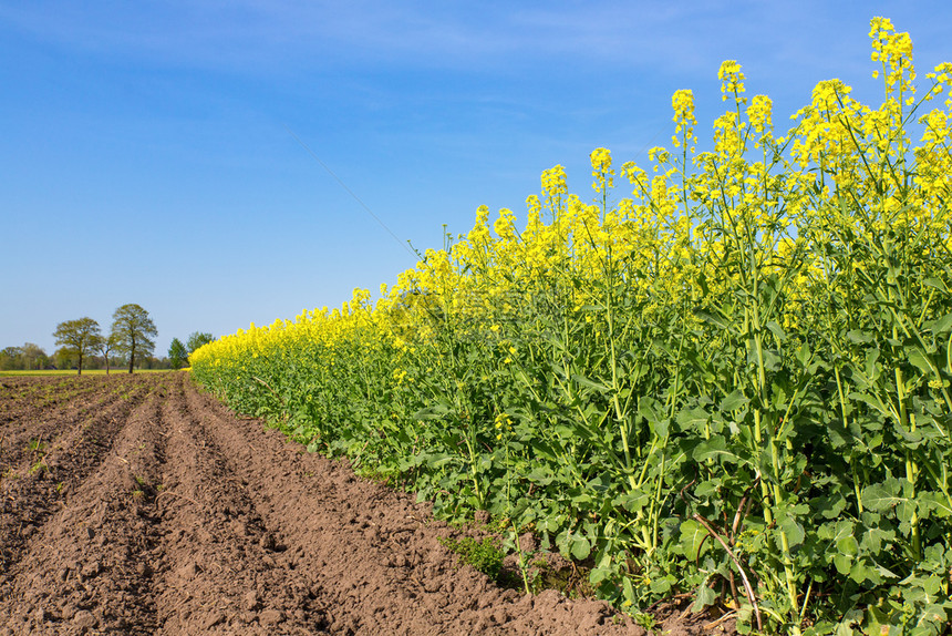 耕作荷兰风景有犁田和黄开花的种子植物田照片环境图片